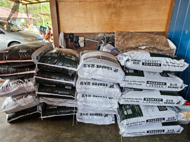 Jementah - Mr. Lee HK Durian Farm Using EDAFOS Pure BSF Frass Bio-Organic Fertilizer