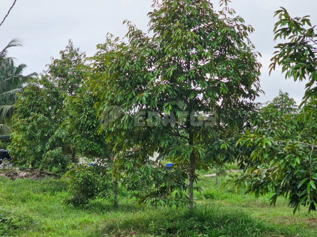 Segamat – Mr. Yeow MK Durian Orchard – EDAFOS Pure BSF Frass Bio-Organic Fertilizer (4) Segamat – Mr. Yeow MK Durian Orchard – EDAFOS Pure BSF Frass Bio-Organic Fertilizer (4)